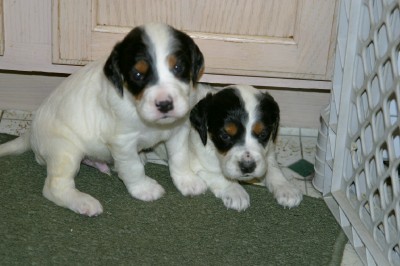 dixiepupsm429112.jpg