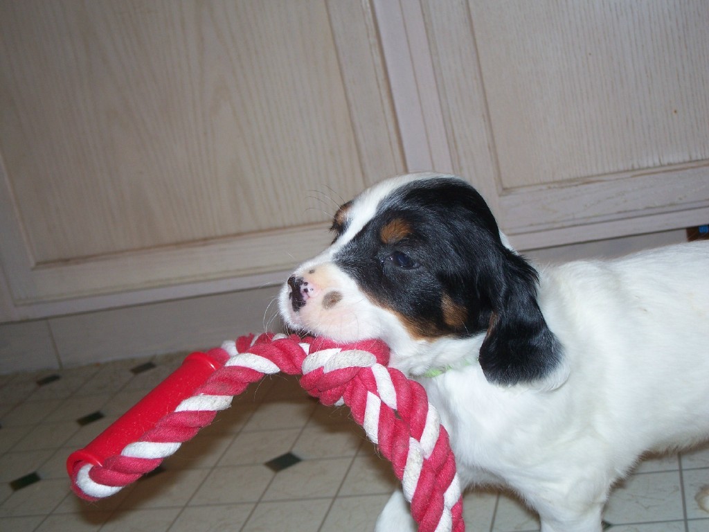 dixiepupsm518111.jpg