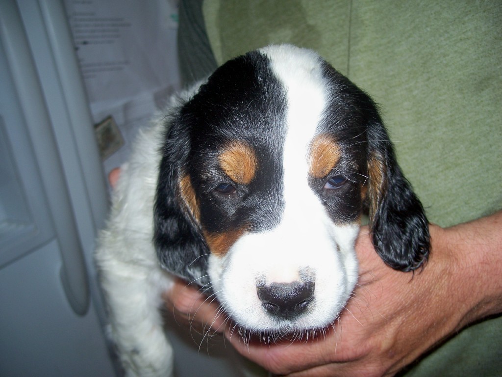 dixiepupsm521111.jpg