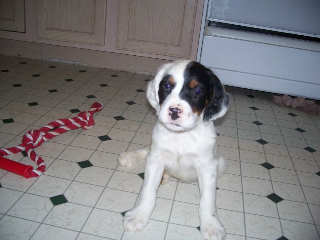 dixiepupsm521114.jpg