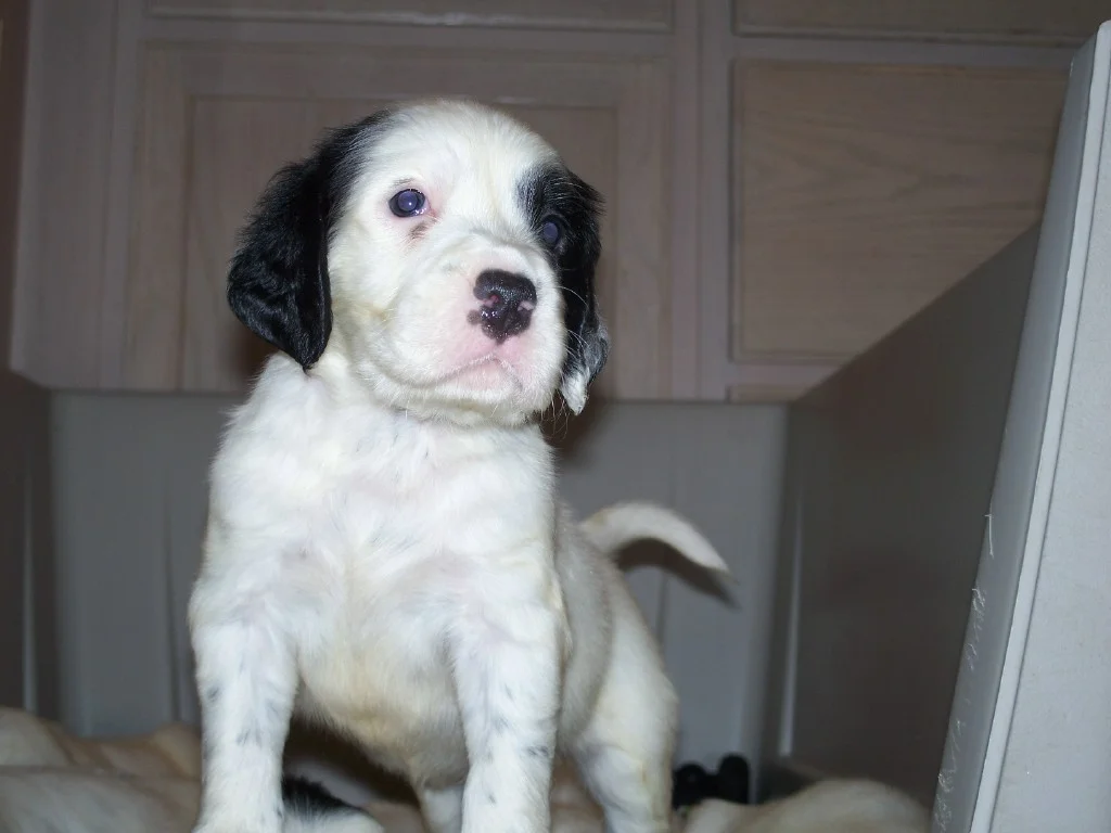 whitneypups0625113.jpg