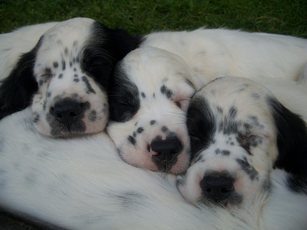 whitneypups710112.jpg