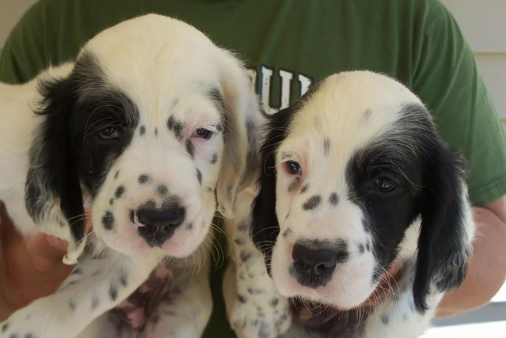 whitneypupsm710112.jpg