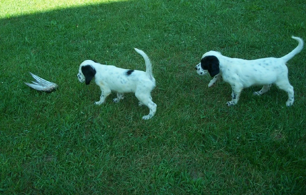 whitneypupsm717111.jpg