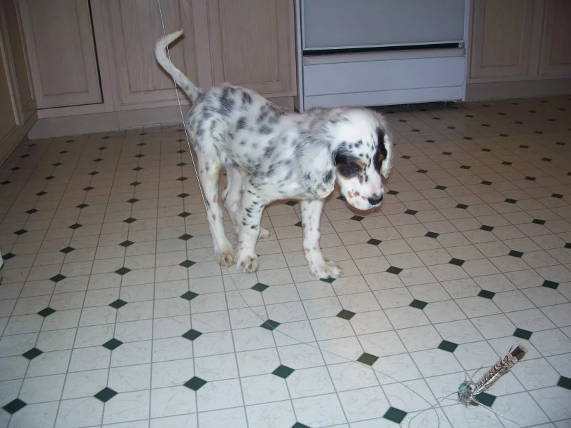 cassiepup1211085.jpg