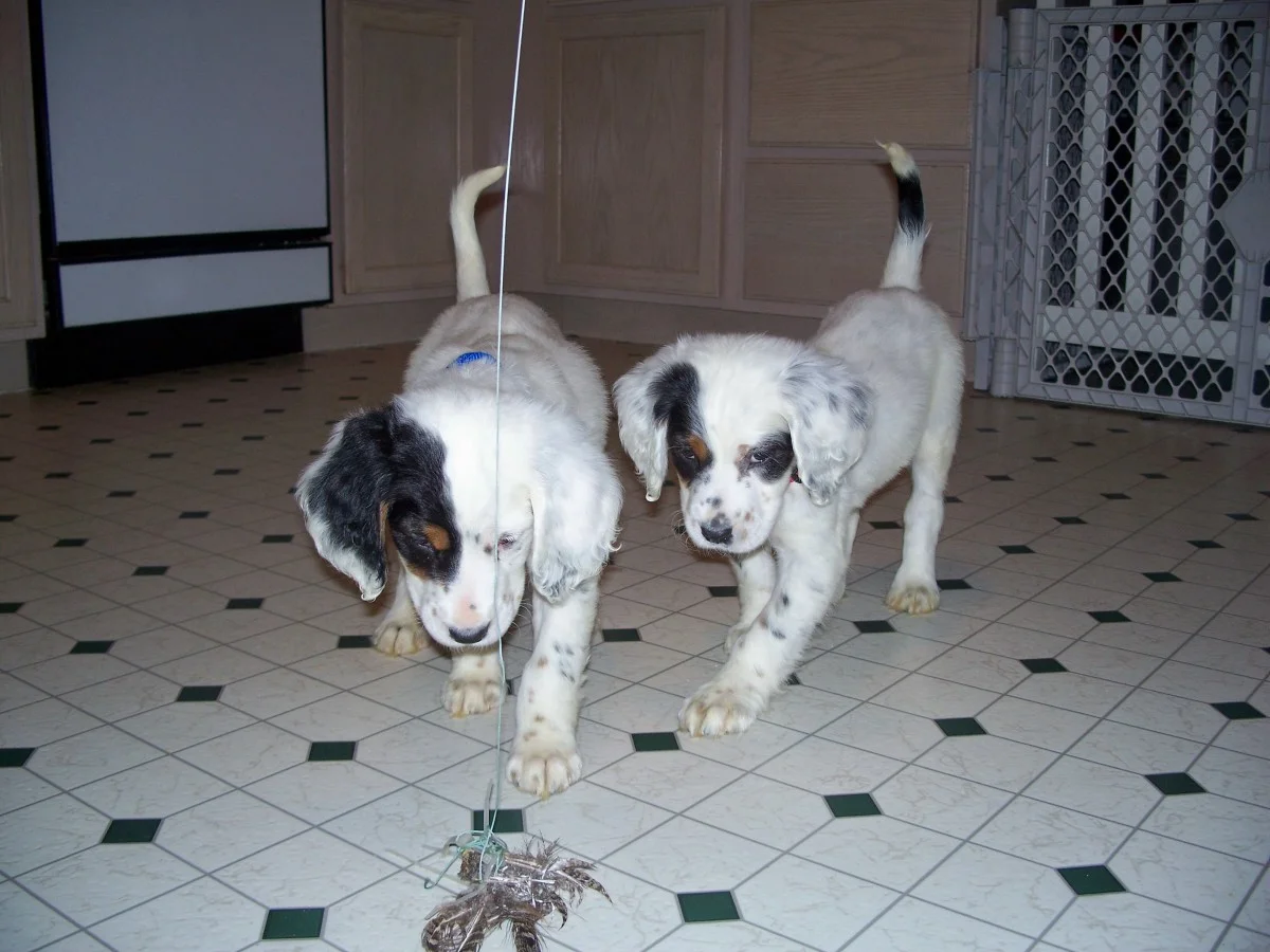 cassiepups329085.jpg