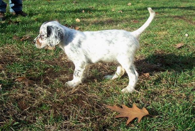 cassiepups1108081.jpg