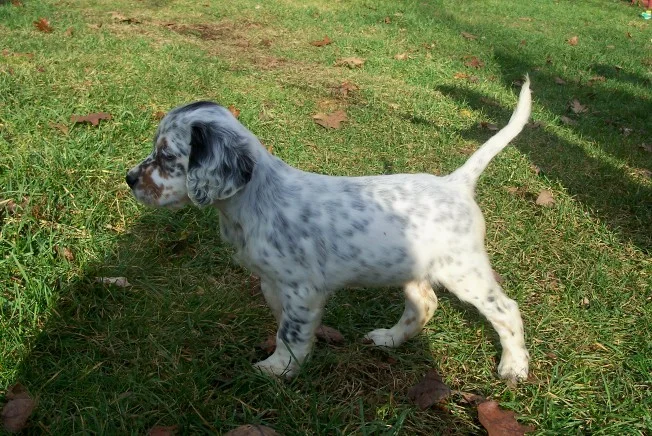 cassiepups1108083.jpg