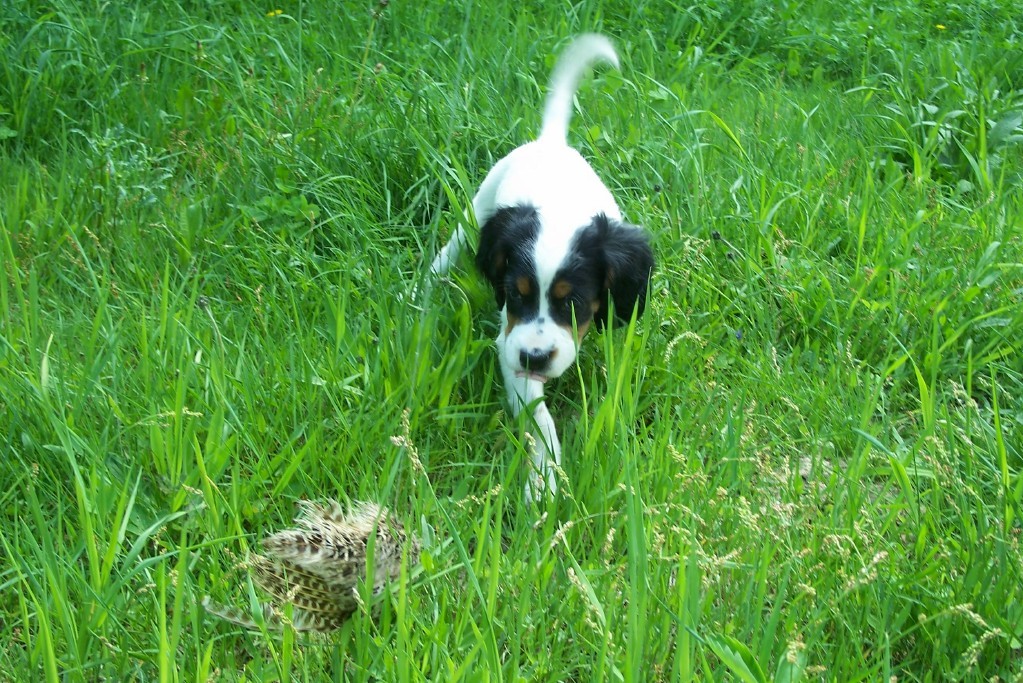 dixepupsf525112.jpg