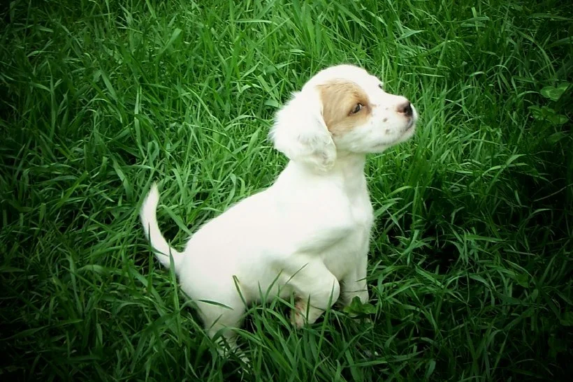dixiepupsf5241111.jpg
