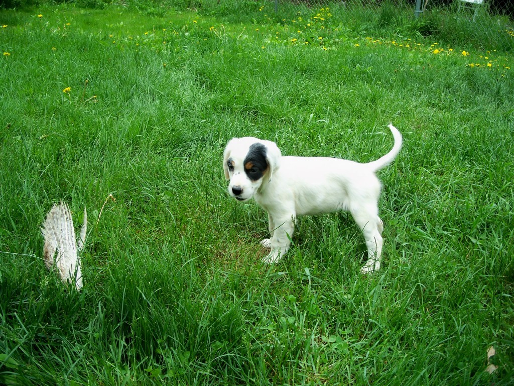 dixiepupsf524116.jpg