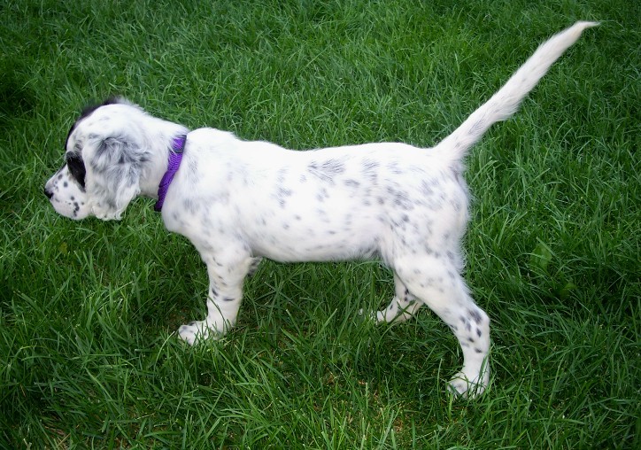 lucypups907092.jpg