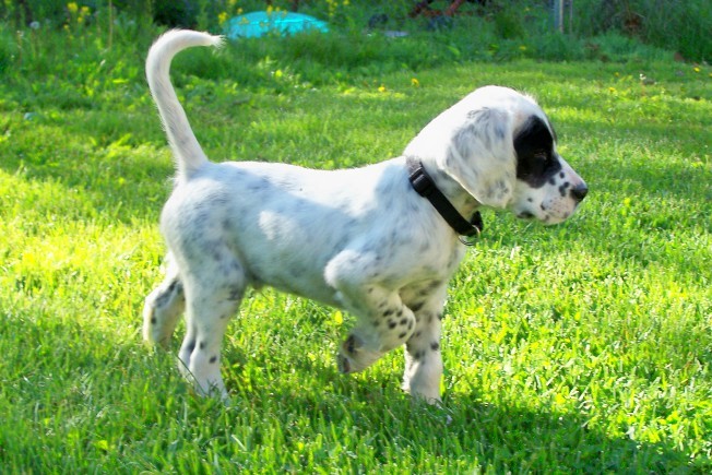 magicpuppanda51410.jpg