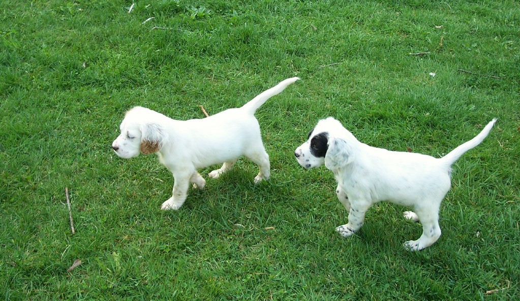 magicpups53102.jpg