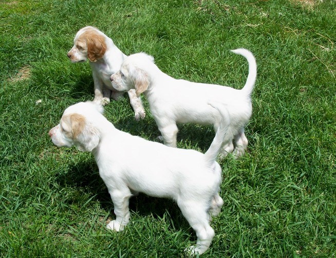 nutmegpups531091.jpg
