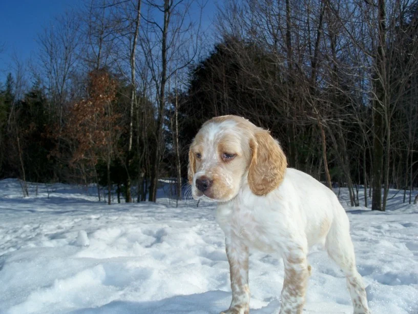 pennypups311083.jpg