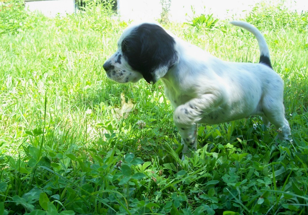 whitneympups716111.jpg