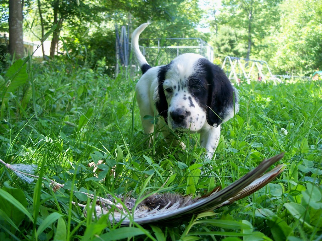 whitneympups716112.jpg