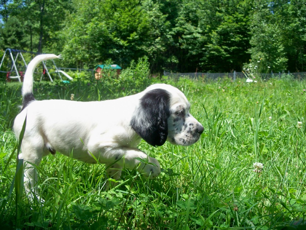 whitneympups716113.jpg