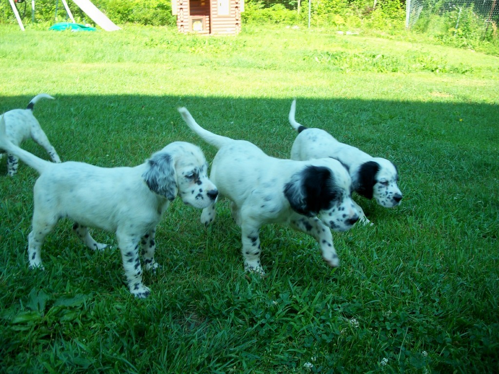whitneypups717111.jpg