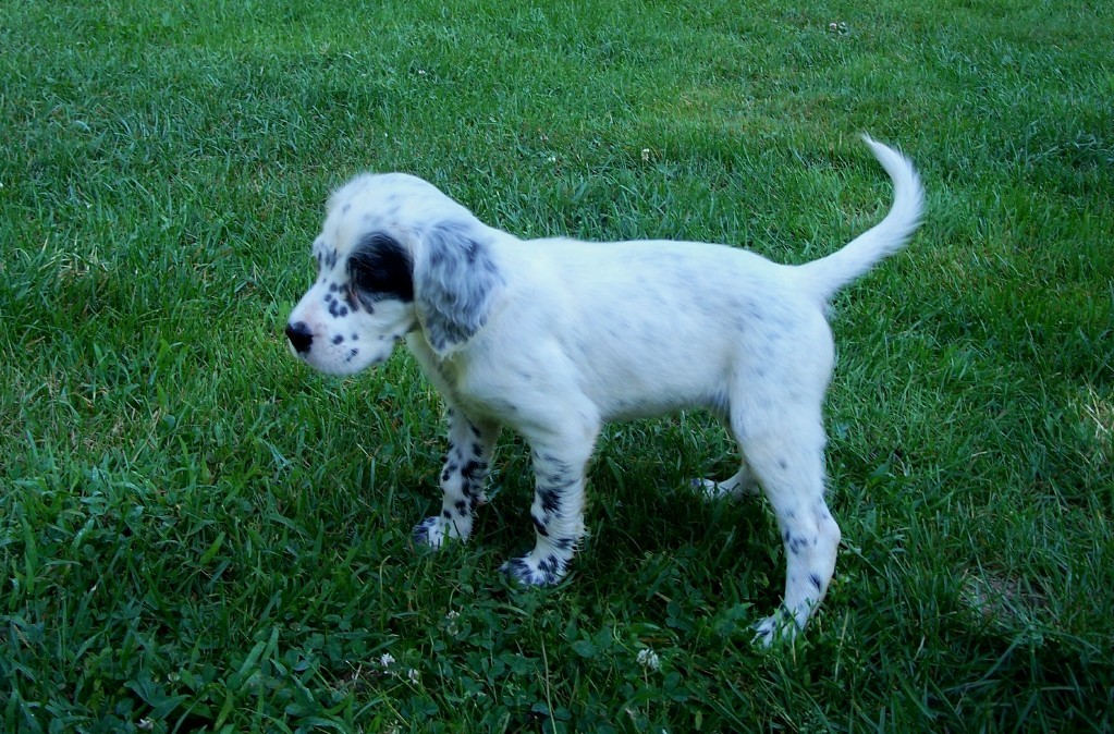 whitneypupsf717111.jpg