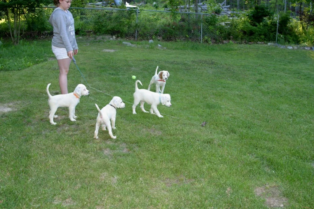 winnie+female+pups+614163.jpg