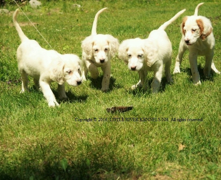 winnie+female+pups+618162+fb+cover.jpg