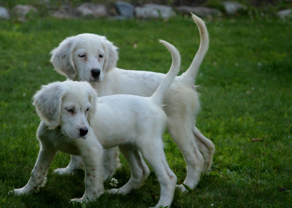 winnie+female+pups+622162.jpg