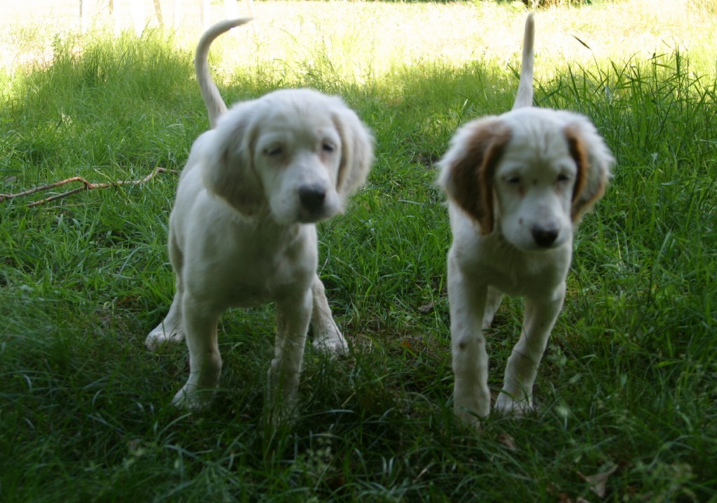 winnie+female+pups+625162.jpg