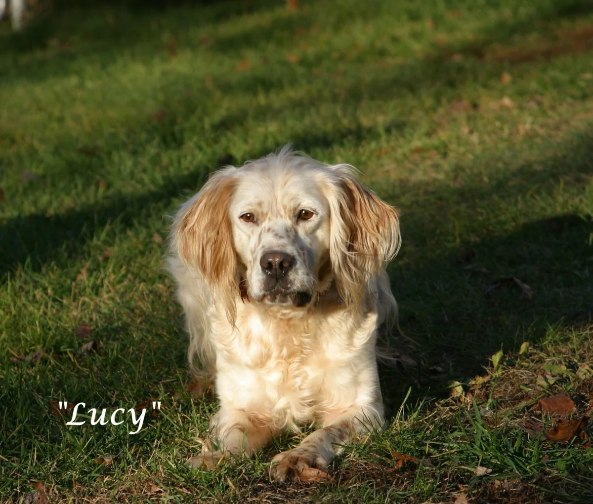 lucy+111010w.jpg