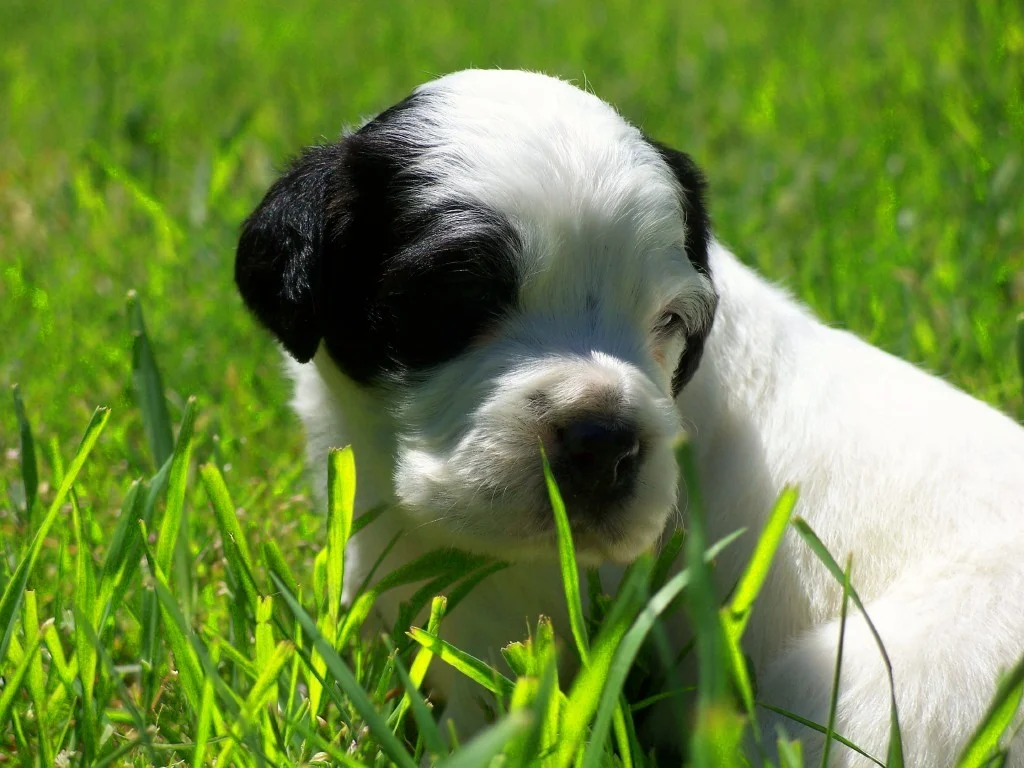 lucypupm60411.jpg
