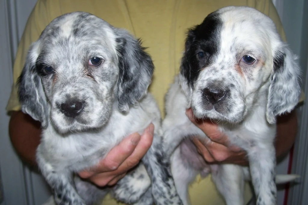 lucypupsf0625112.jpg