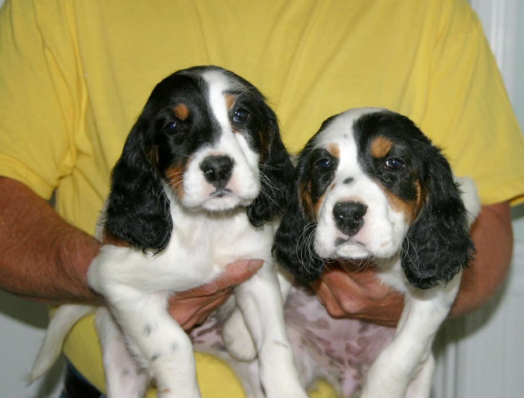 dixiefemalepups51121.jpg
