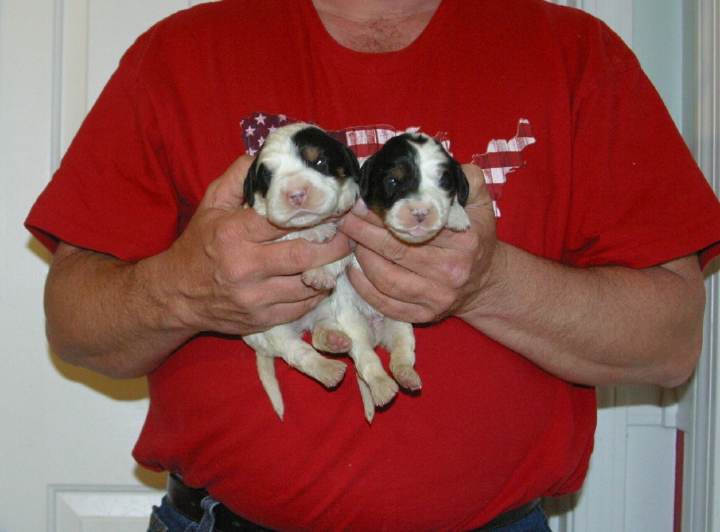 dixiefemalepups319121.jpg