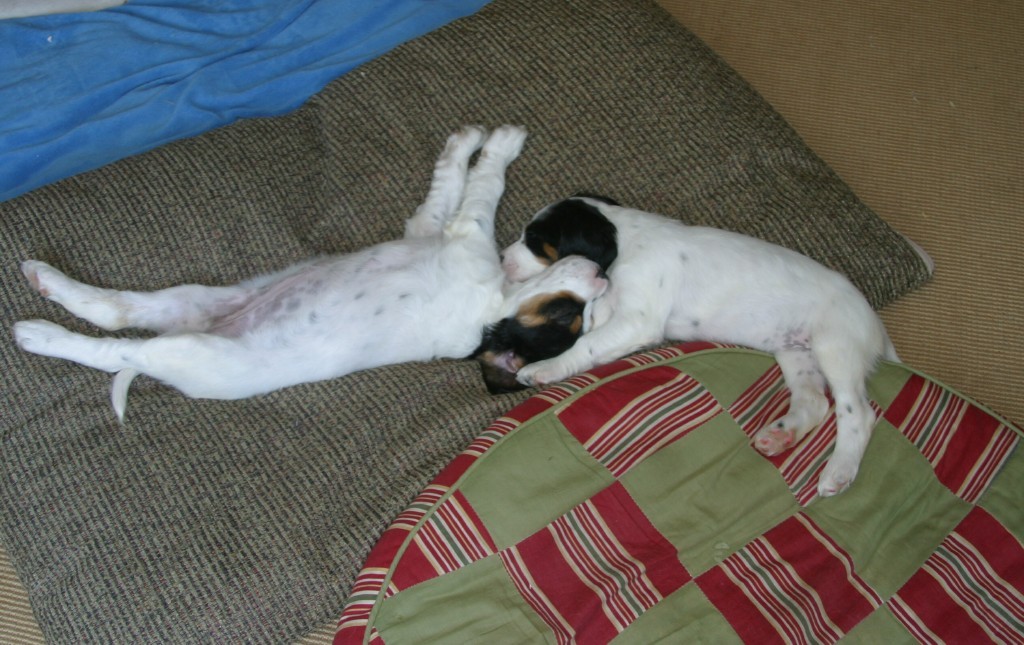 dixiefemalepups421122.jpg