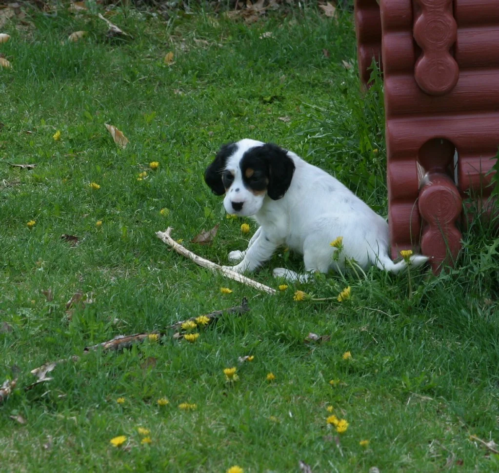 dixiefemalepups425121.jpg