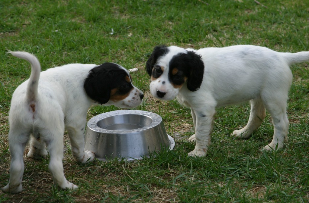 dixiefemalepups425125.jpg