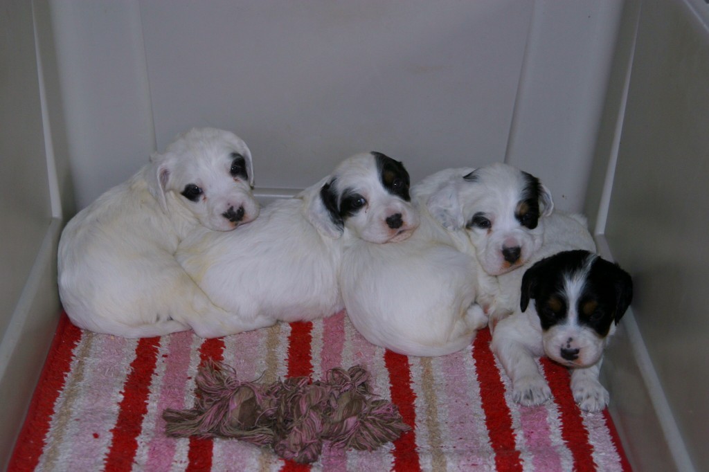 dixiemalepups47121.jpg