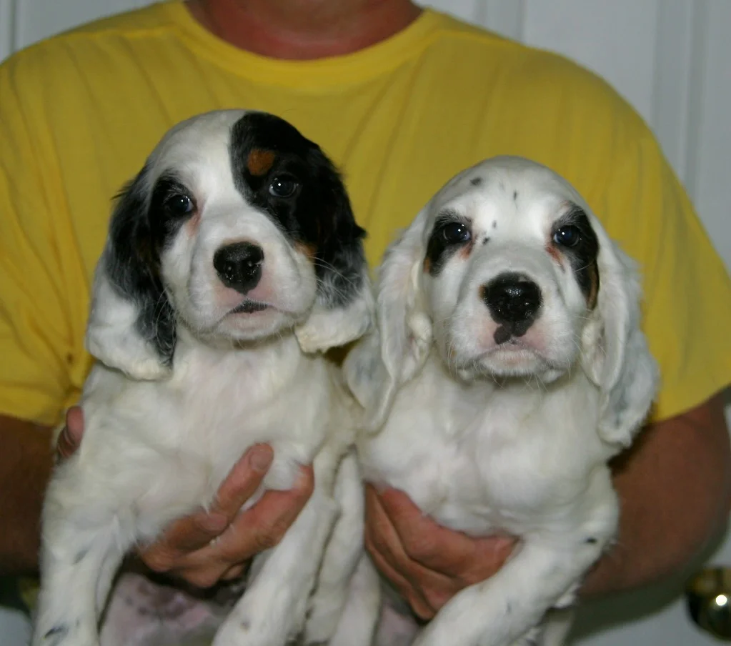 dixiemalepups51121.jpg