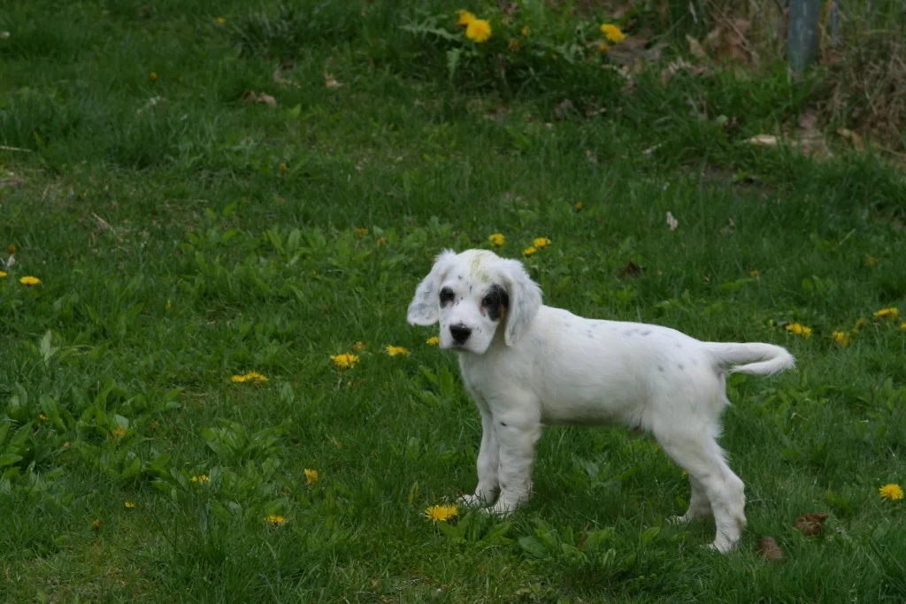 dixiemalepups55121.jpg