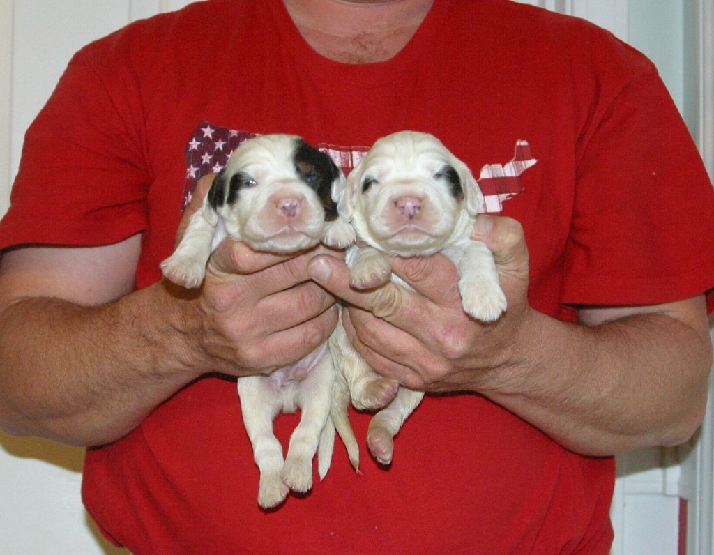 dixiemalepups319121.jpg