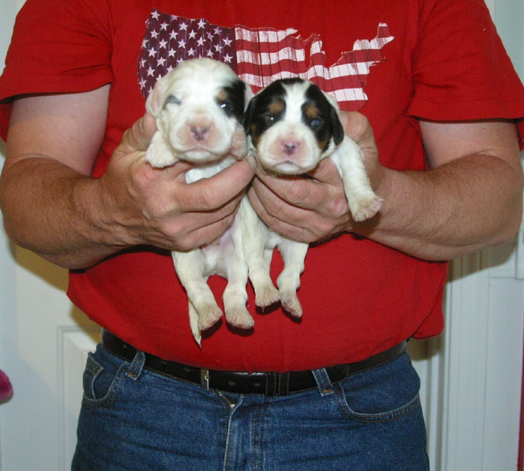 dixiemalepups319122.jpg