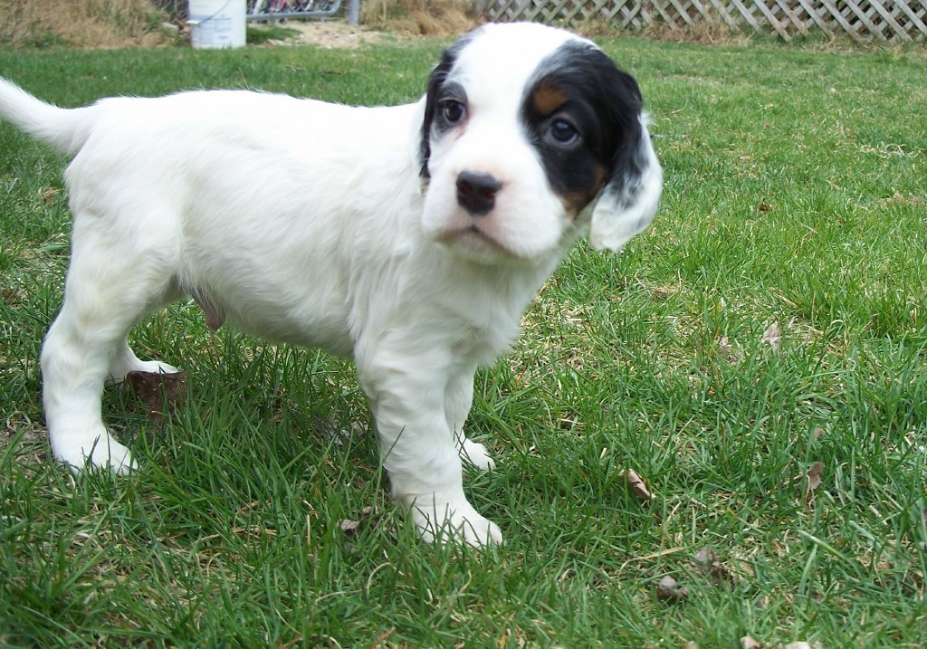 dixiemalepups414121.jpg