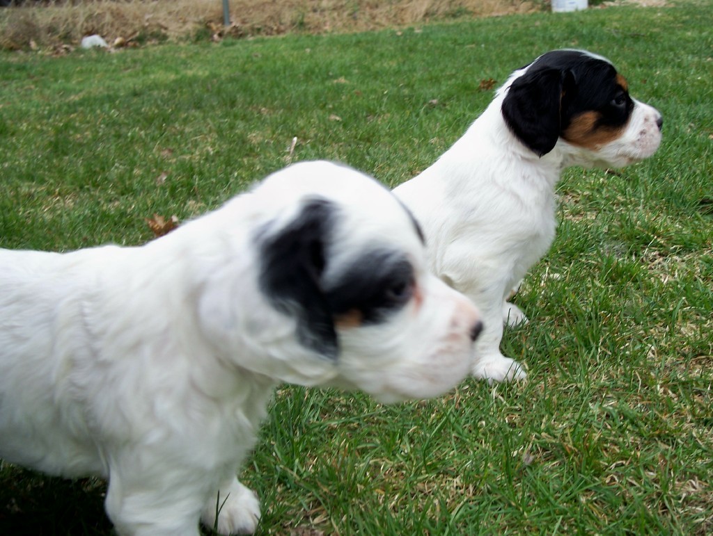 dixiemalepups414123.jpg