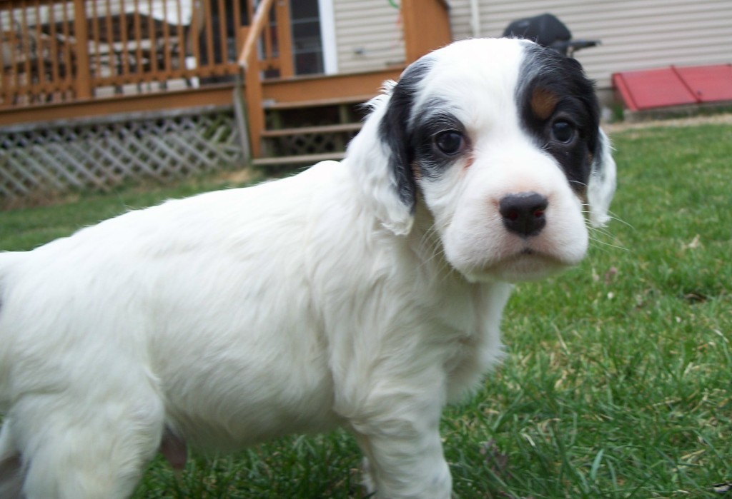 dixiemalepups414125.jpg