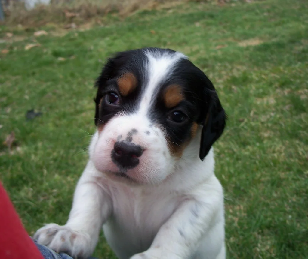 dixiemalepups414126.jpg