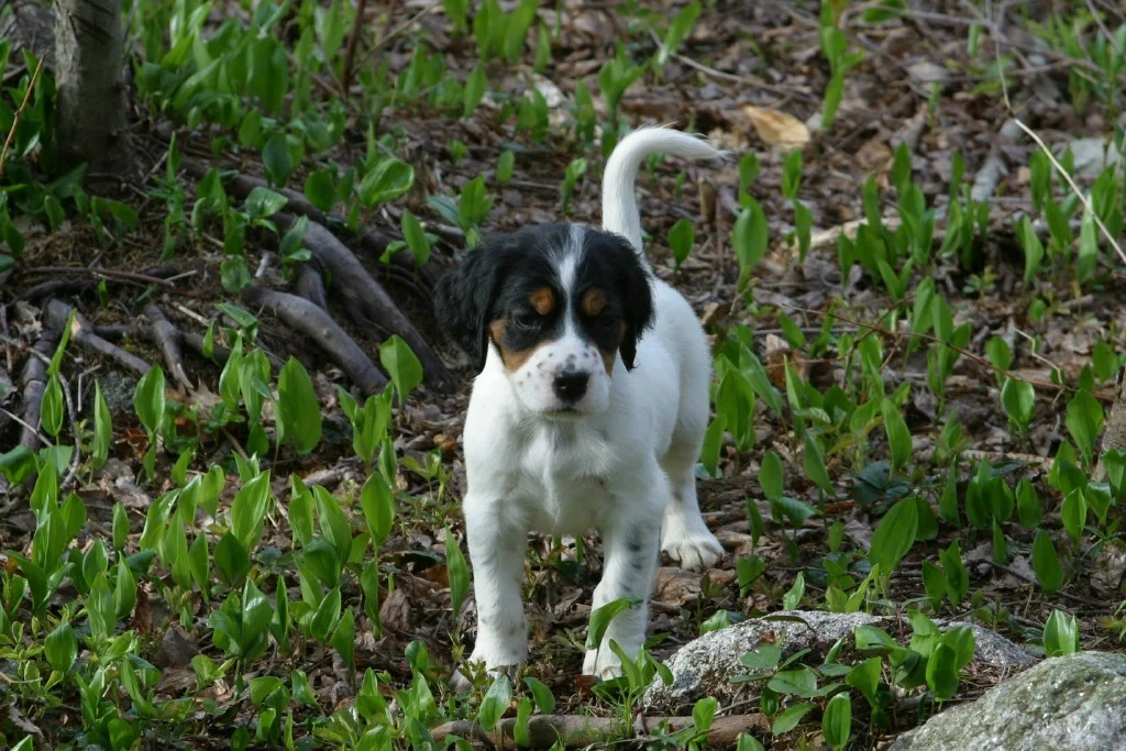 dixiemalepups425123.jpg