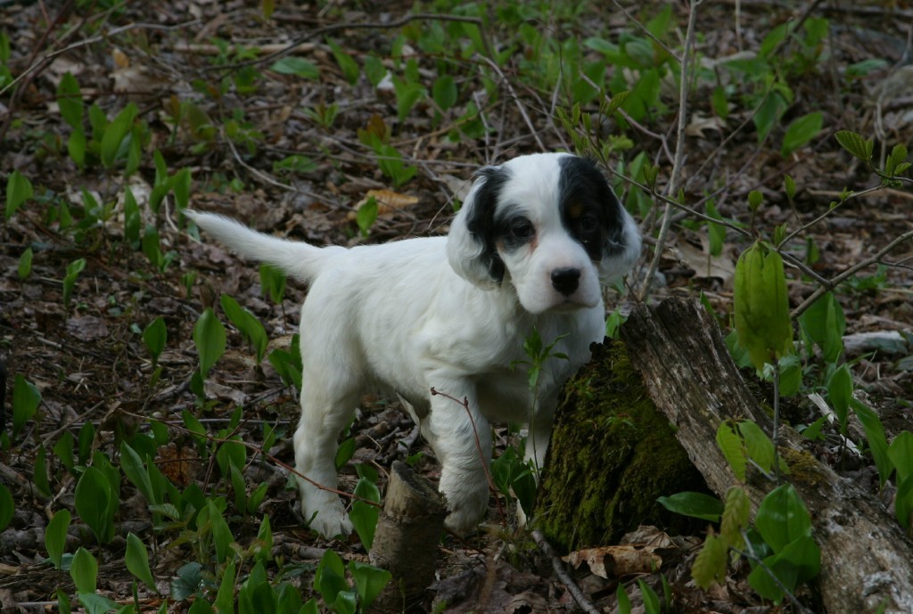 dixiemalepups425124.jpg