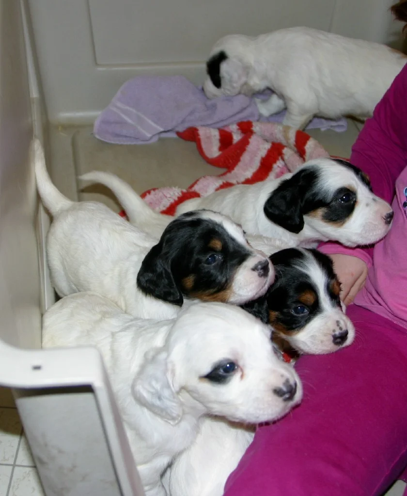 dixiepups46124.jpg
