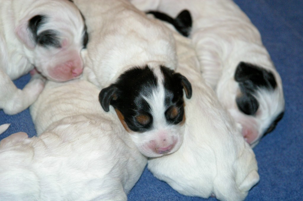 dixiepups316121.jpg